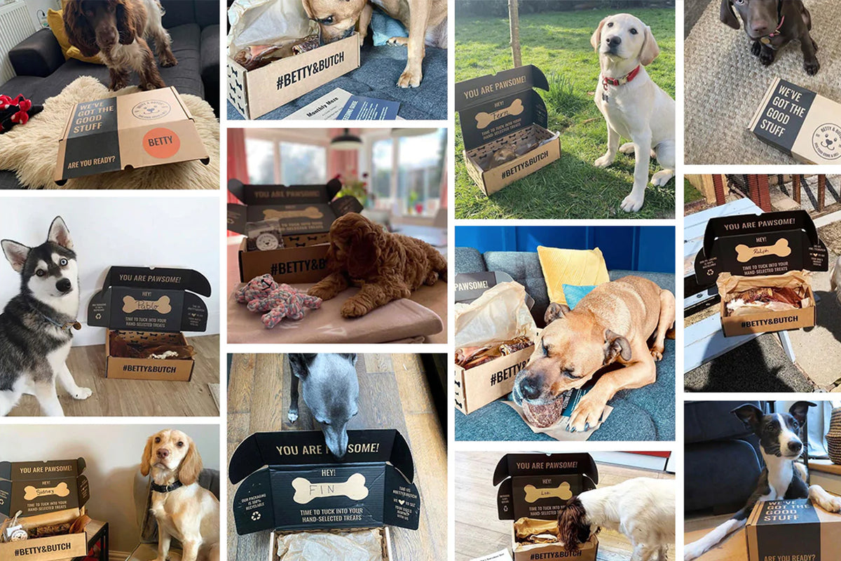 My shop doggy box