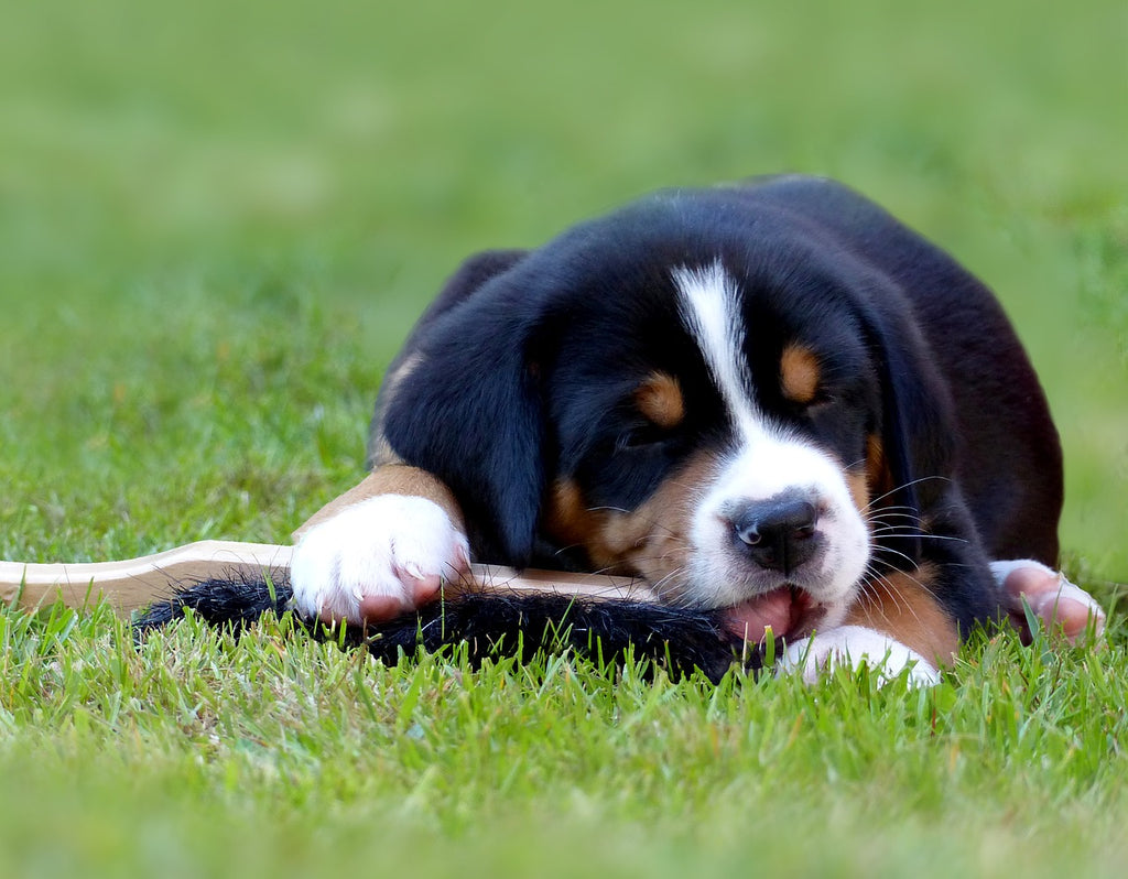 Dog Trainer Tips: How To Stop Puppy Biting
