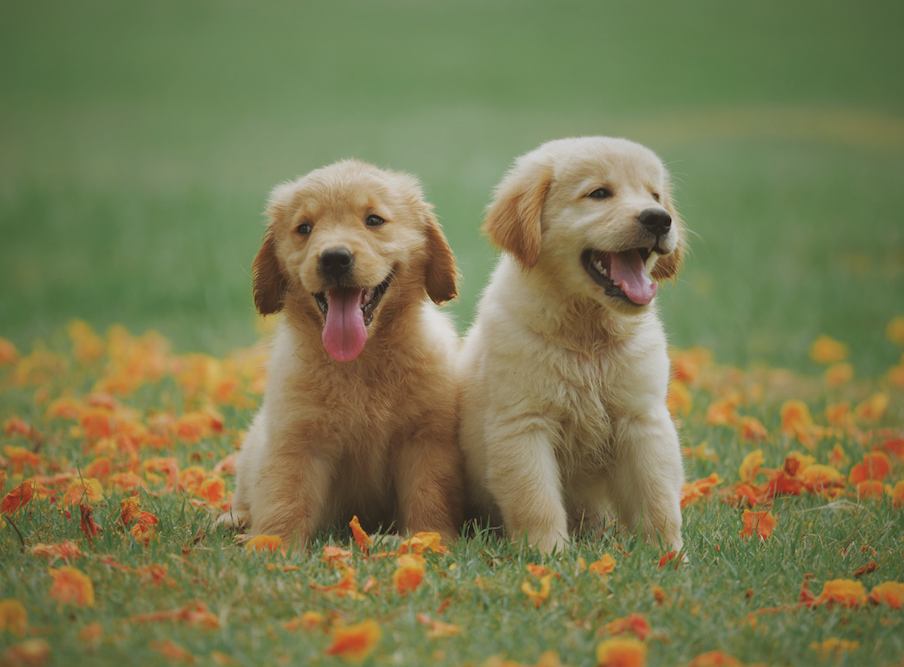 Top Puppy Training Tips