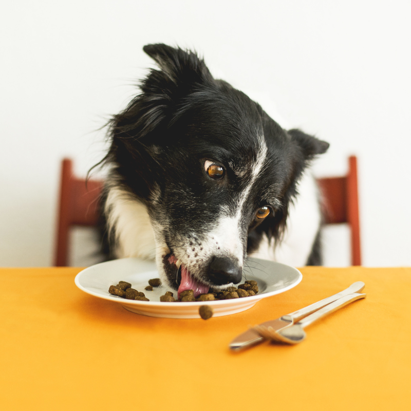 10 Reasons Your Dog Threw Up Undigested Food
