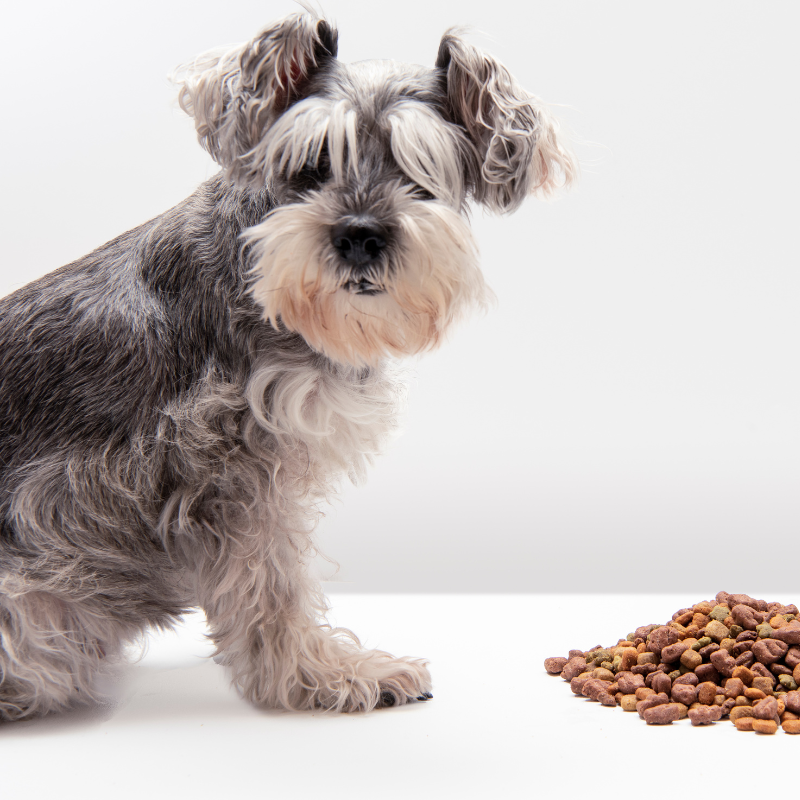 Top 7 Best Canned Dog Food
