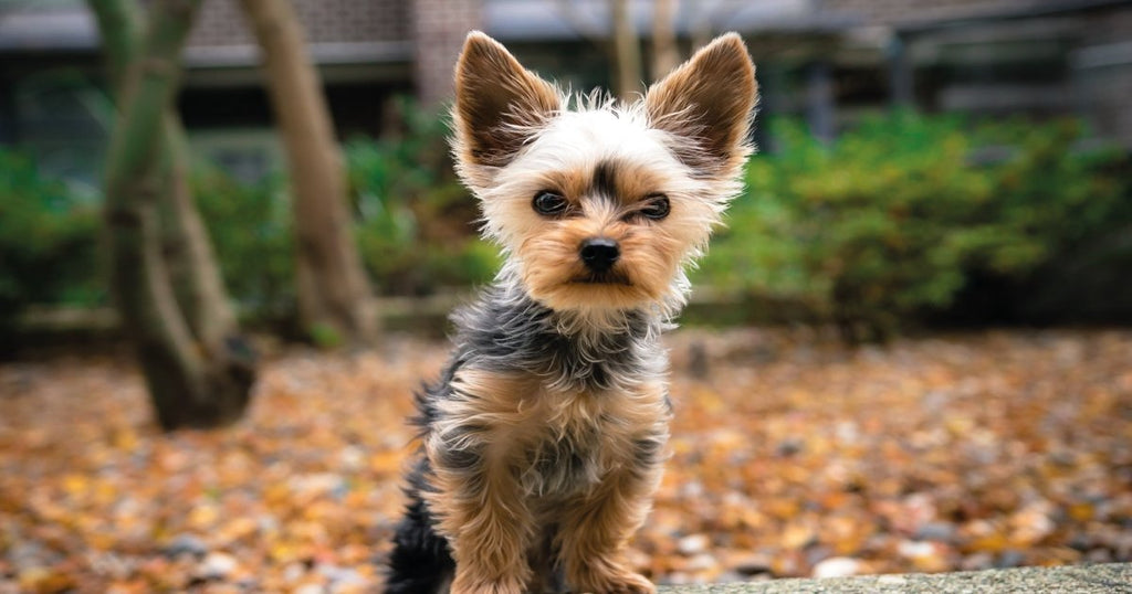 Breed Profile - Yorkshire Terrier | BETTY & BUTCH®