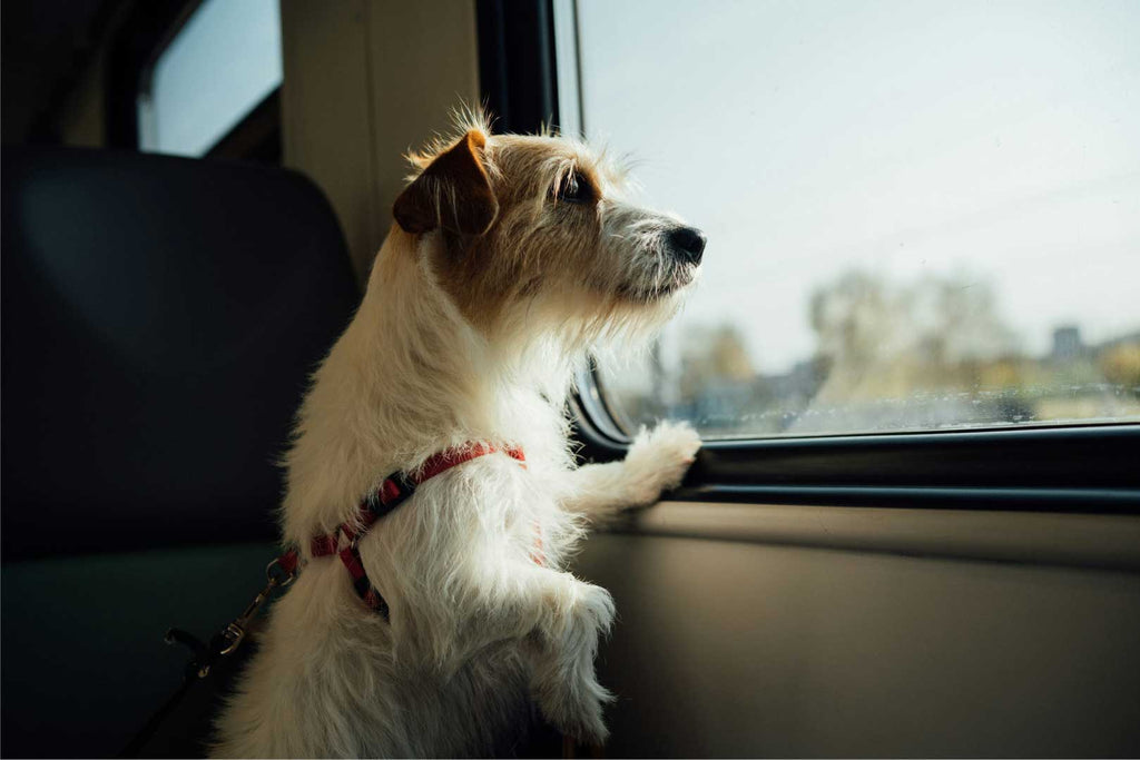 Adventure Awaits: The Ultimate Guide to Traveling with Your Dog