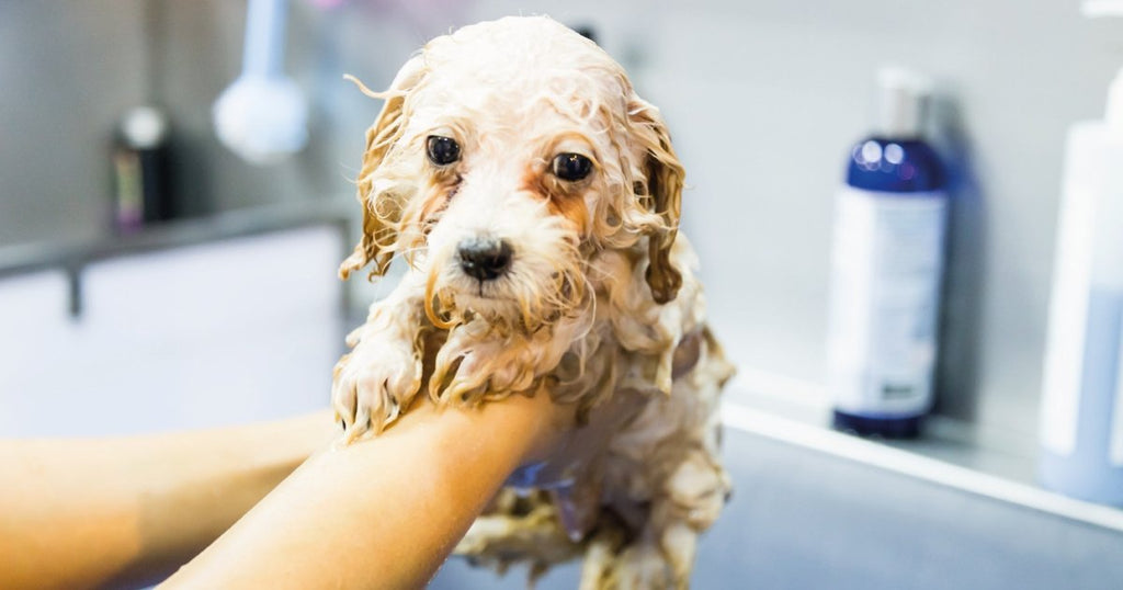 9 Easy Steps for Bathing a Puppy | BETTY & BUTCH®