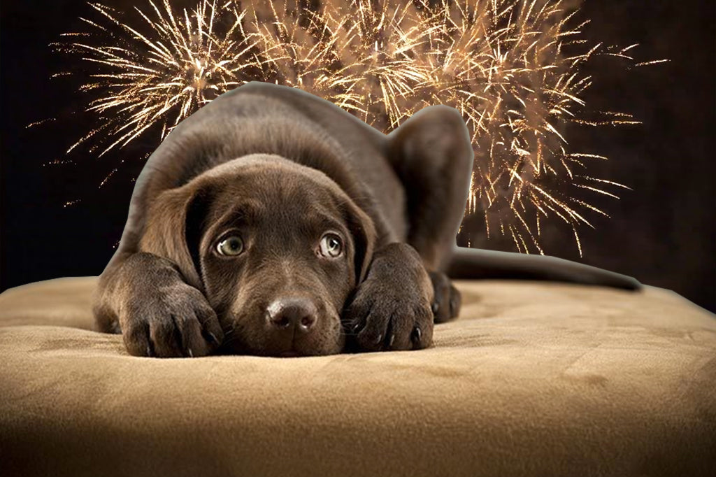 Anxious dogs on Bonfire Night? Keep your dog calm during fireworks with our best dog calming products and tips.