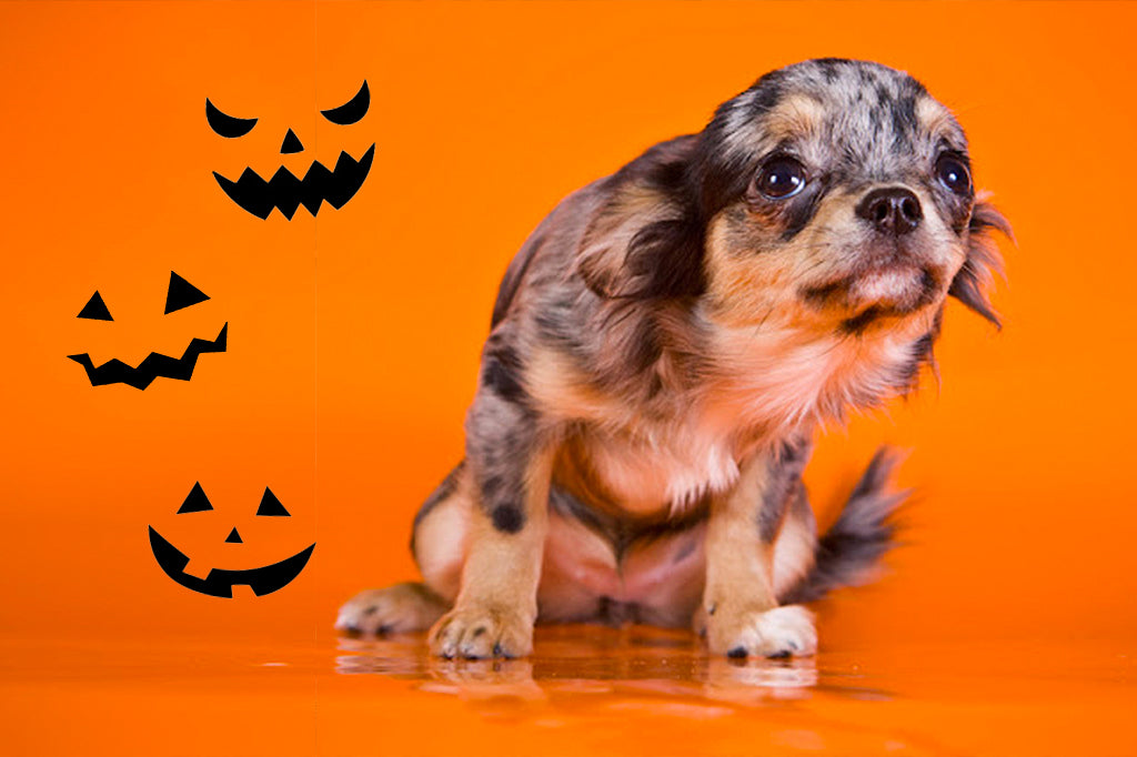 Cute Animal Halloween happy halloween dogs HD wallpaper  Pxfuel