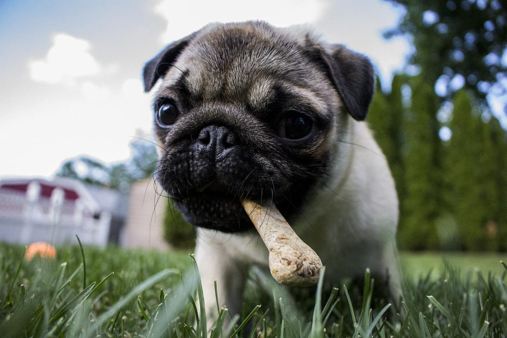 Best Puppy Training Treats From 8 Weeks: What Can They Eat?