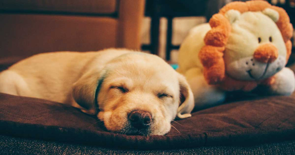 Choosing the Right Puppy Bed