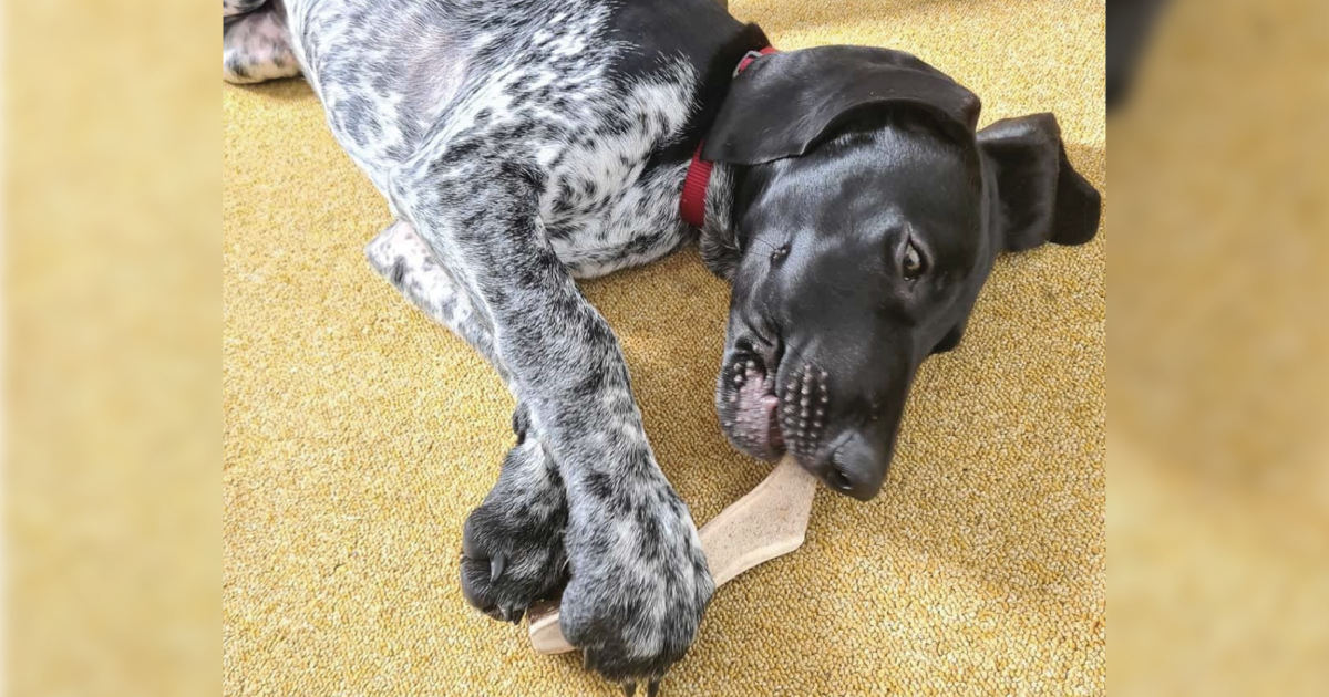 Deer antlers hotsell safe for puppies