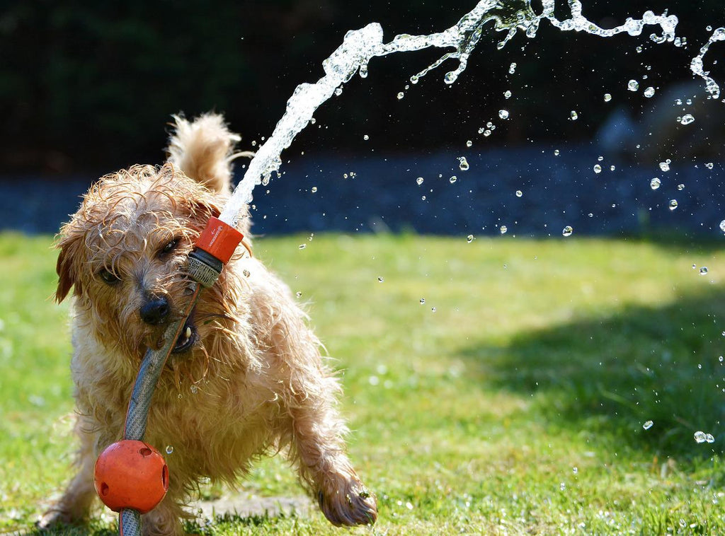 Dog Cooling Tips: How To Cool Down Your Dog In The Summer