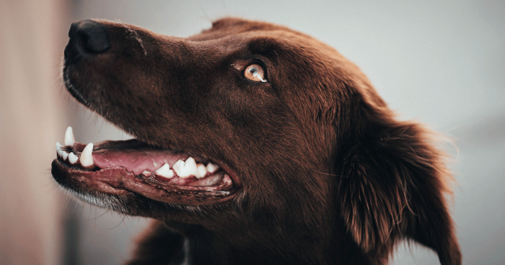 Top 10 Natural Chews For Cleaning Your Dog's Teeth