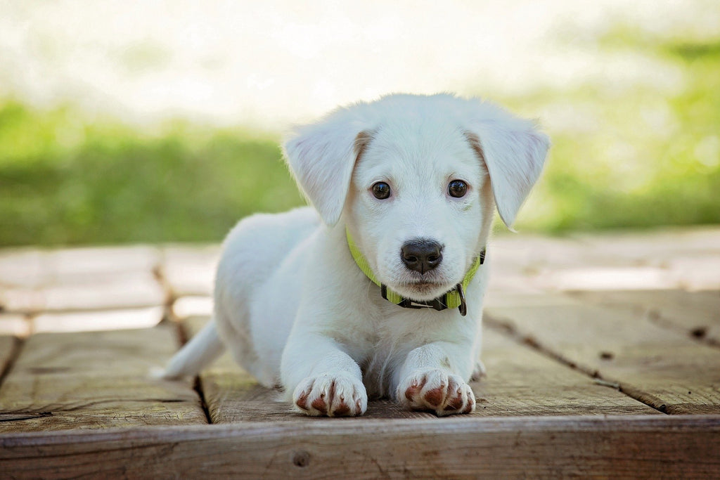 Dog Treats Without Chicken 