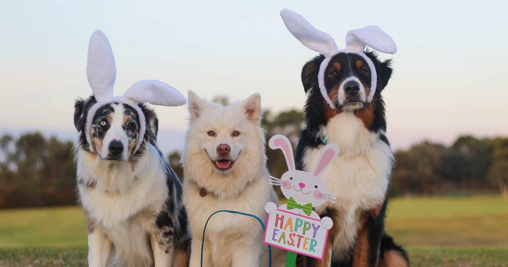 Easter for Dogs: Dog Eggs, Hampers, Toys and Treats