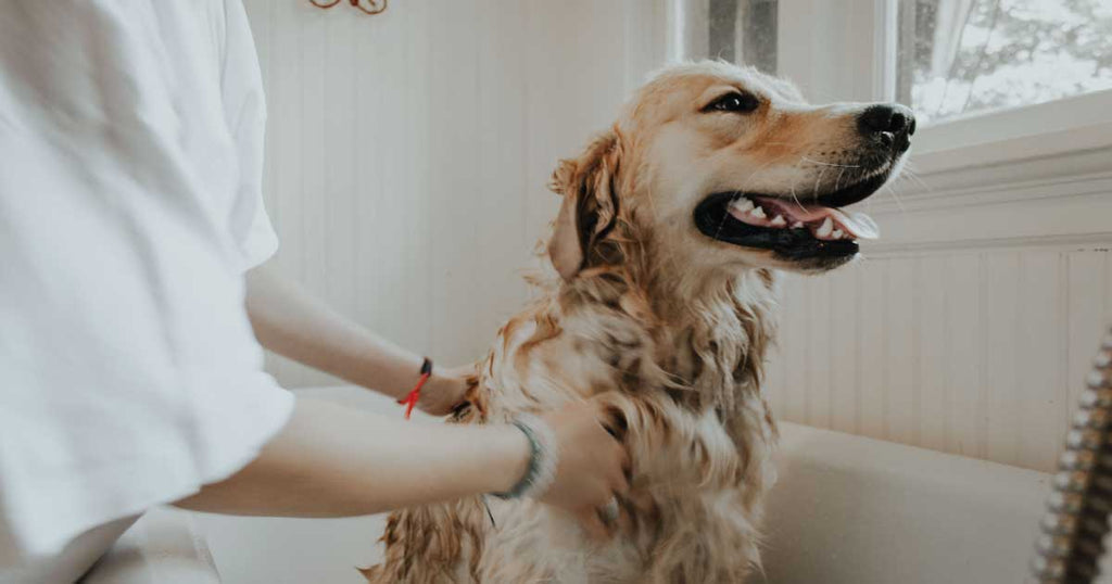 How Often Should You Bathe a Dog?