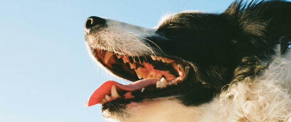 How To Clean Dog Teeth