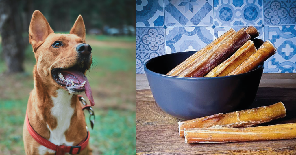 Pizzle Sticks For Dogs: What Is A Pizzle?