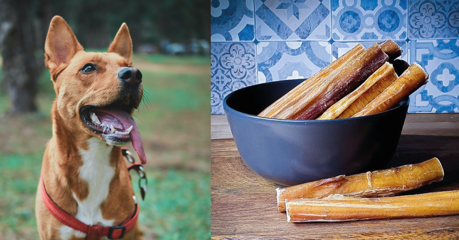Pizzle Sticks For Dogs What Is A Pizzle BETTY BUTCH