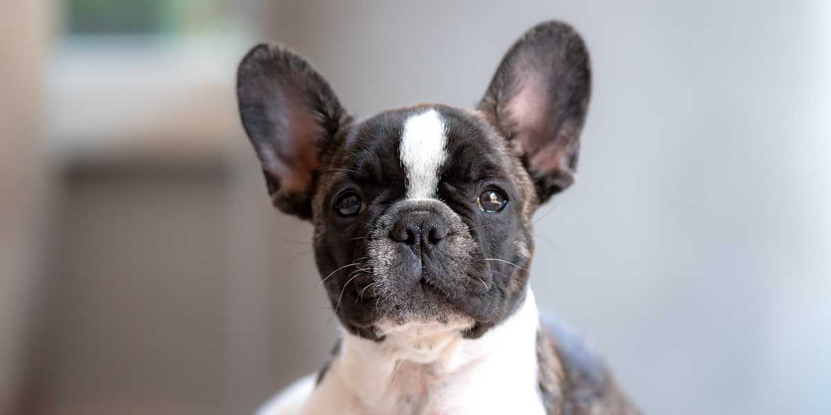 Best training treats for french hot sale bulldog puppies