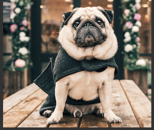 Does Your Dog Need a Coat for Winter