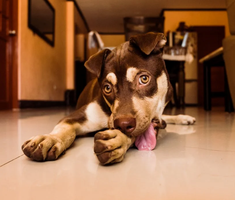 The Benefits of Dog Lick Mats, According to a Dog Trainer and Behaviorist