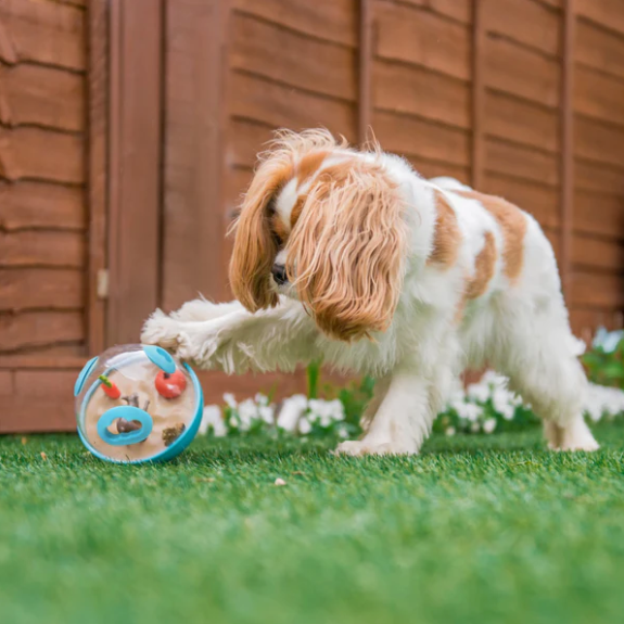 Puppy Training Tips