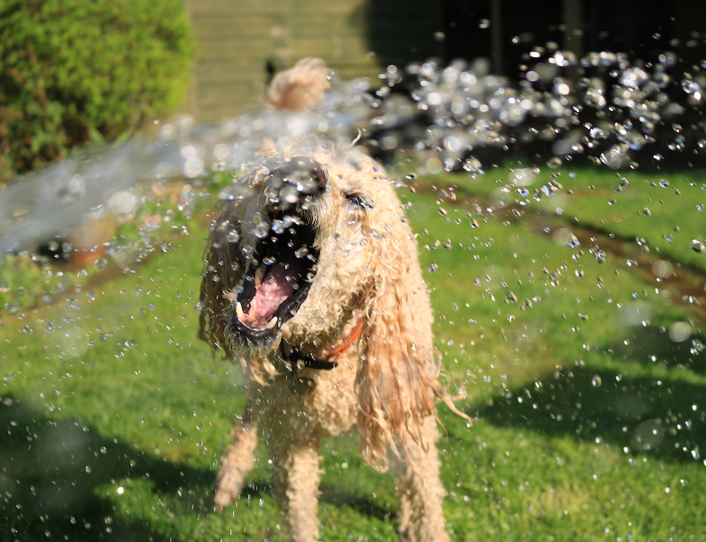 Summer is coming: Keeping your dog cool in Summer