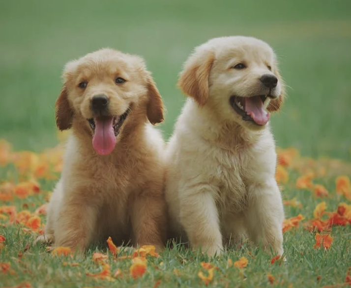 How to Keep Your Puppy Healthy and Happy