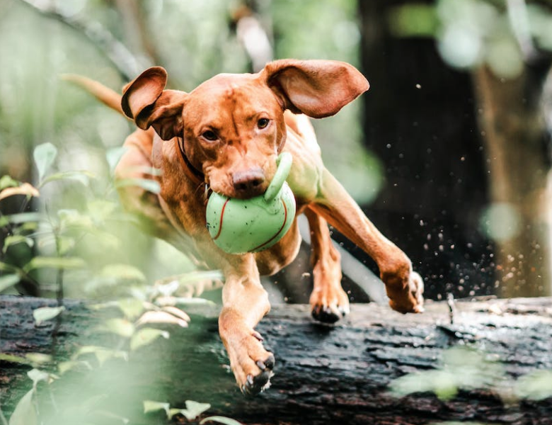 Ways To Get You & Your Dog More Active