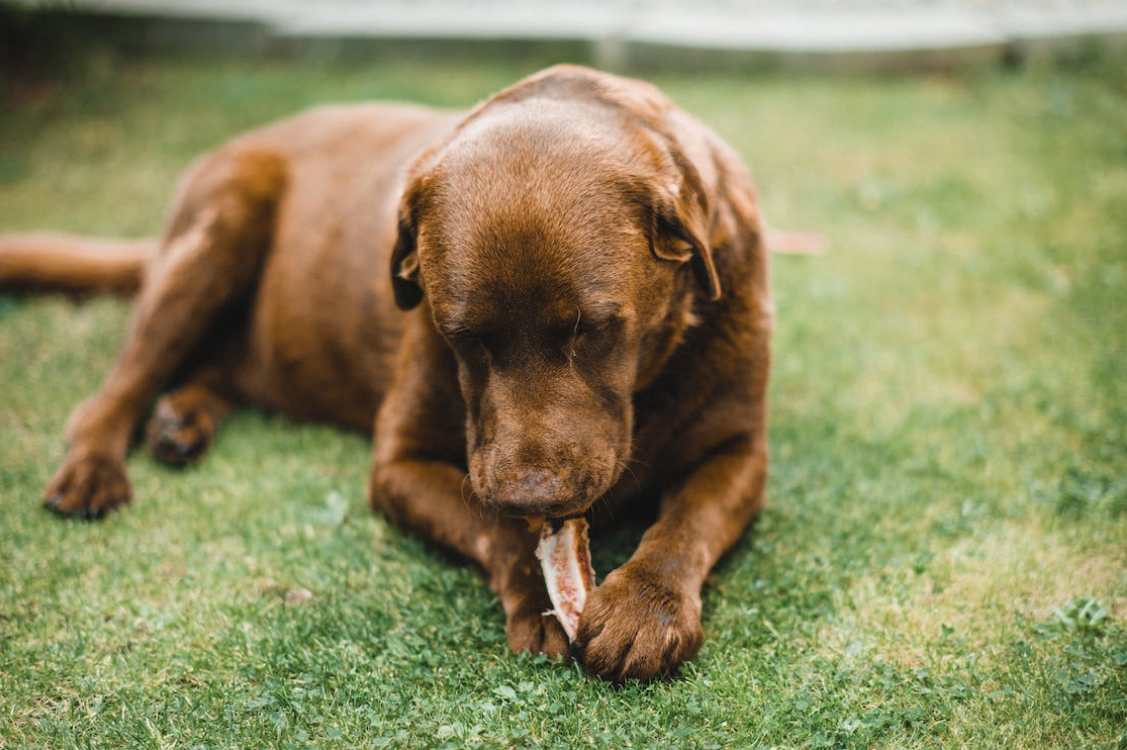 My dog has eaten cooked chicken bones online