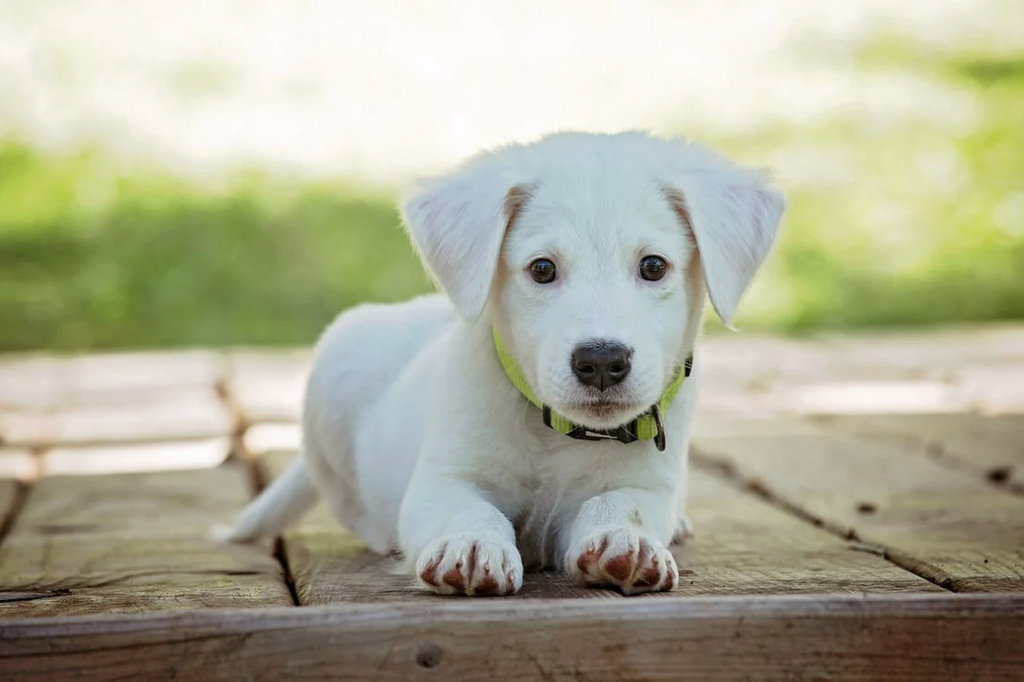 Why Does My Puppy Drink So Much Water?