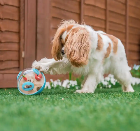 Benefits of Puppy Play Time