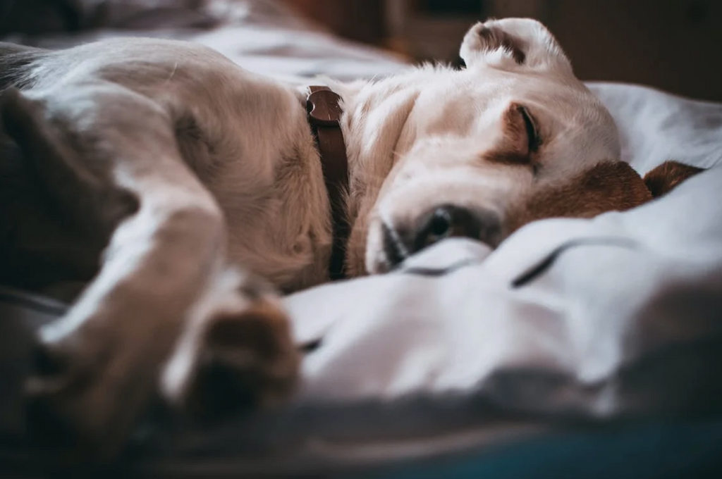 How much should an adult dog sleep?