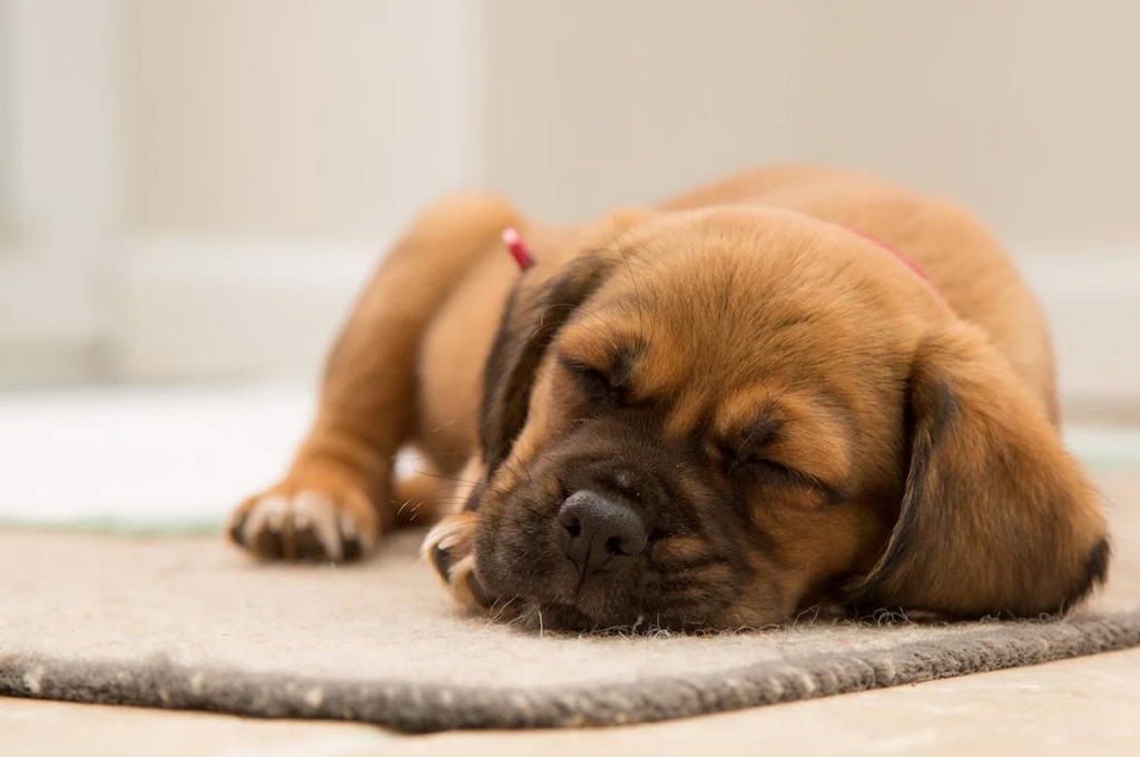 How much should a puppy sleep?