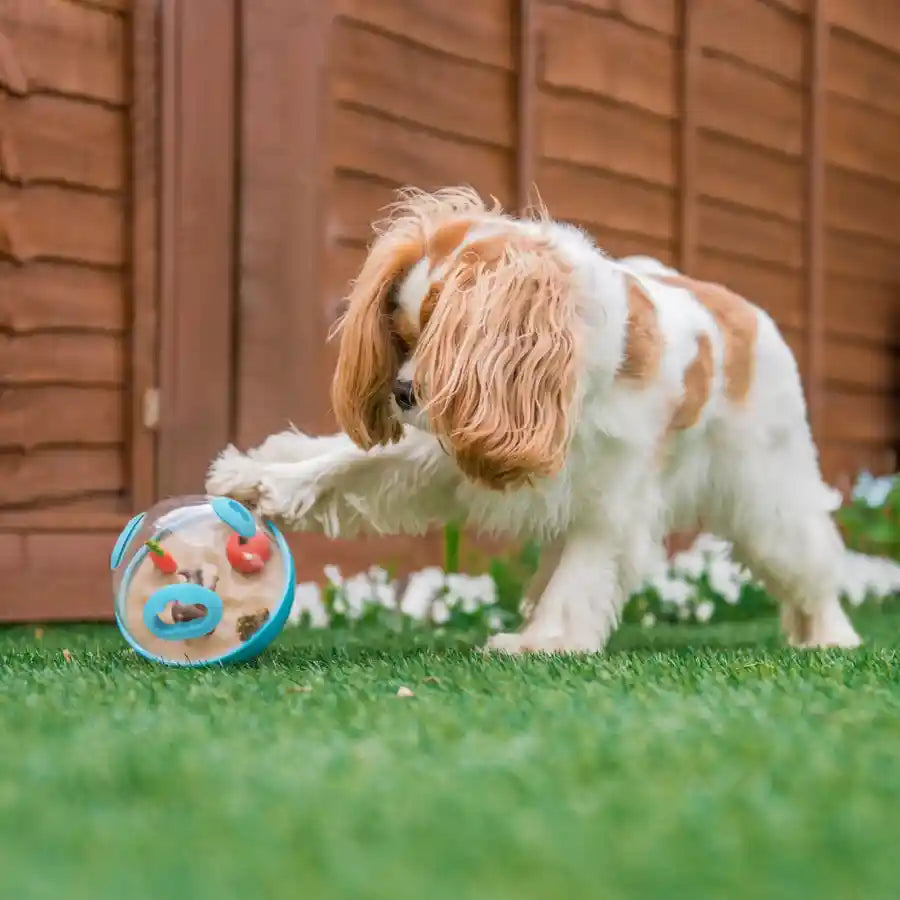 The Importance of Toys in a Dogs and Puppies' Life