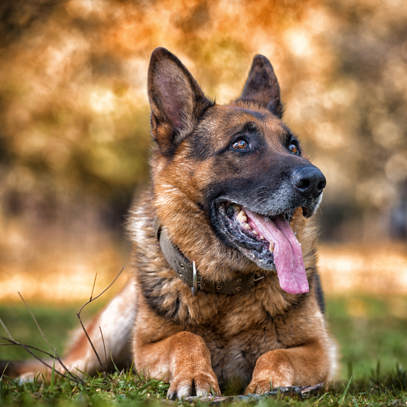 Best Dog Food For German Shepherd