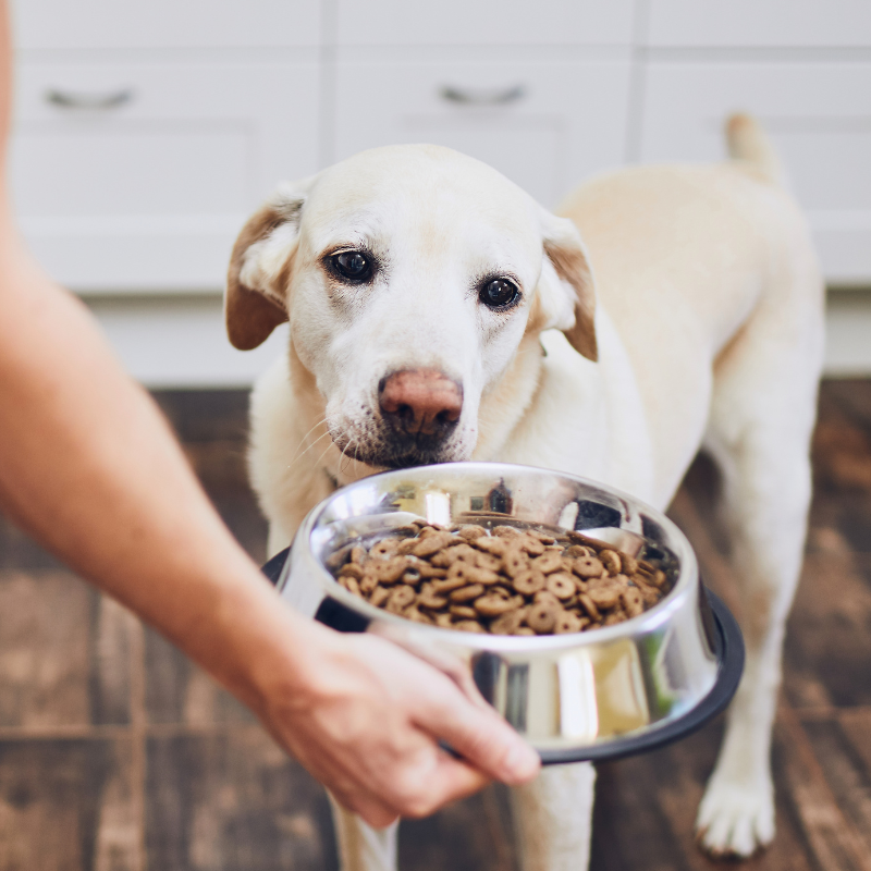 What Dog Foods Are High Protein