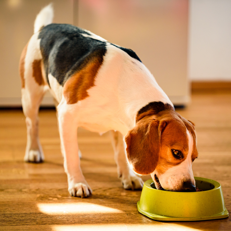 What Foods Are High-Fibre Dog Food?