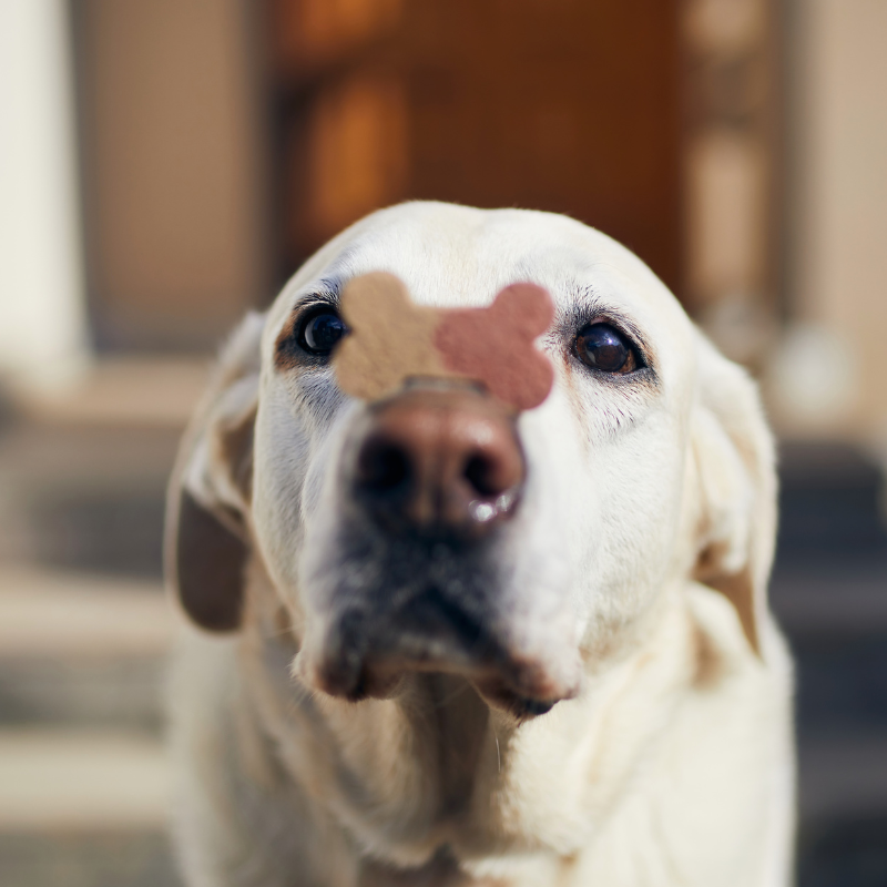 Best Treats For Diabetic Dogs BETTY BUTCH