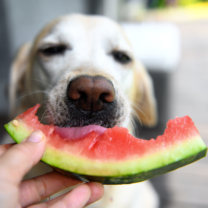 Can Dogs Eat Bananas And 8 Other Fruits You Have In Your Kitchen