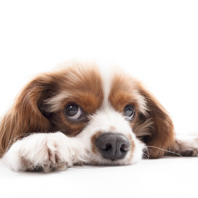 Sad facts deals about dogs