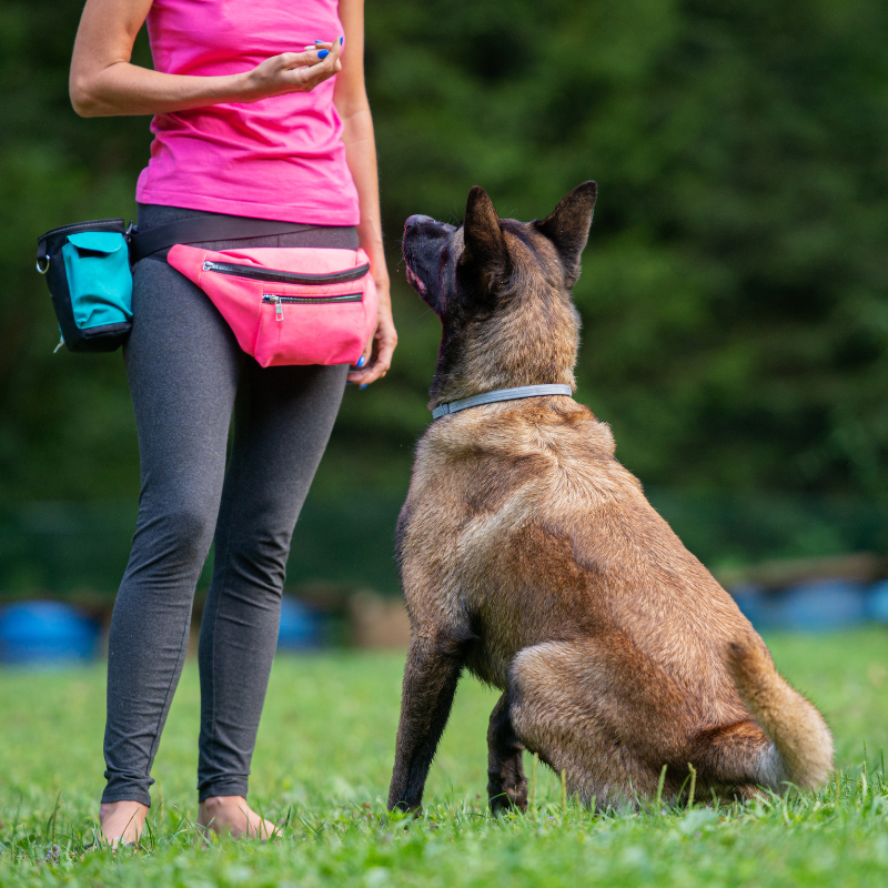 Training An Old Dog, New Tricks - Dog Training For Older Dogs