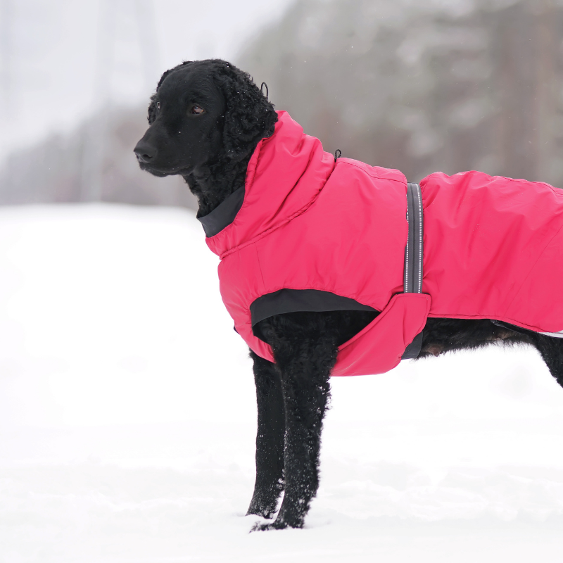 How to Keep Your Dog Warm on Winter Walks