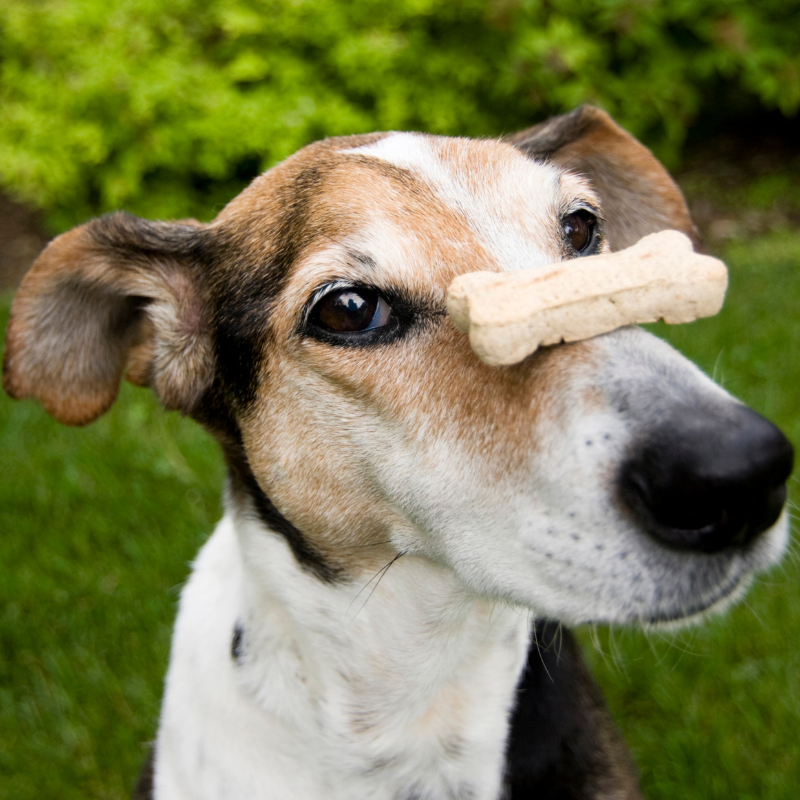 Do Dog Treats Make Dogs Fat?