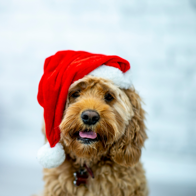 Dog Christmas Gift Ideas