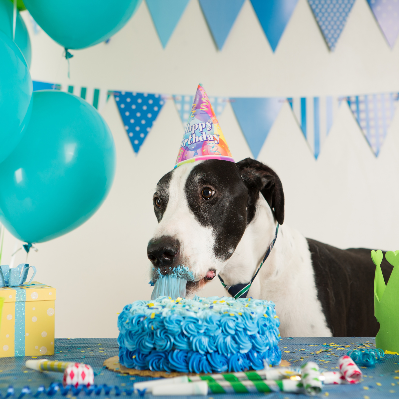 Dog Birthday Ideas