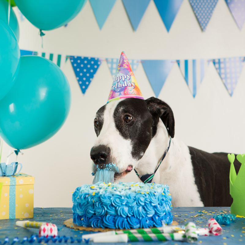 Great dane online birthday party