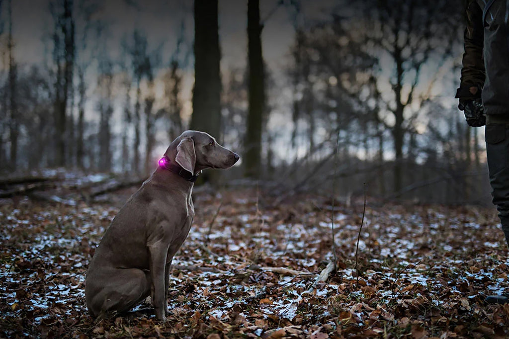 Walking at Night With Your Dog: Keep These Safety Tips In Mind