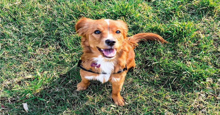 Best treats for australian shepherd puppies cheap