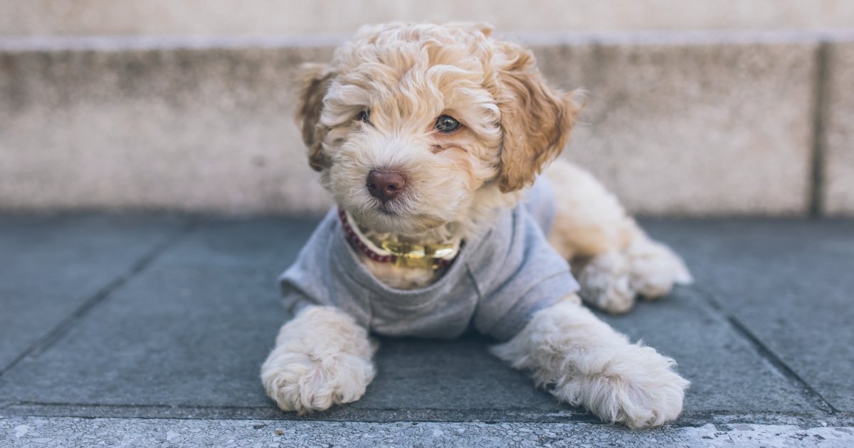 Breed Profile - Cavapoo | BETTY & BUTCH®