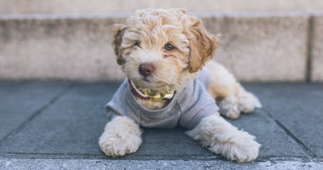 Breed Profile - Cavapoo | BETTY & BUTCH®